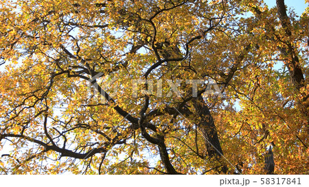 Close up of trees with fall color. 58317841
