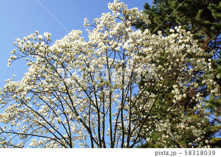 満開の白木蓮 58318039