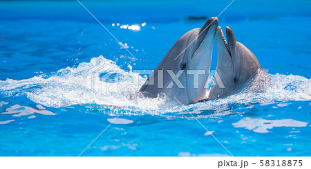 pair of dolphins dancing in water 58318875