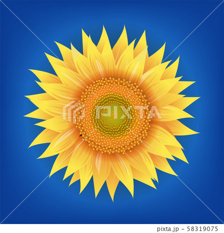 Sunflowers Flower With Blue Background 58319075
