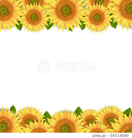 Sunflowers Border Isolated White Background Sunflowers Border Isolated White Background 58319080