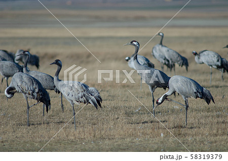 Common cranes. Common cranes. 58319379