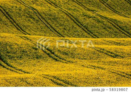 Rapeseed yellow field in spring 58319807