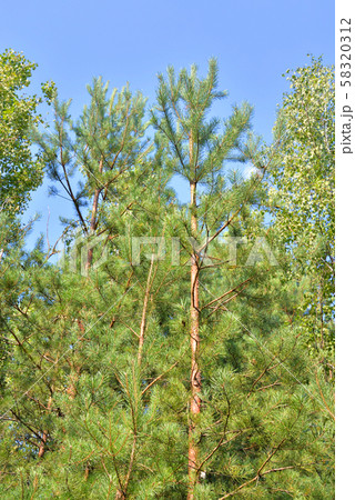 Young pine trees. 58320312