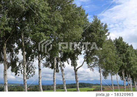 白樺並木 58320965
