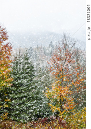 First snow in the forest in the mountains 58321006