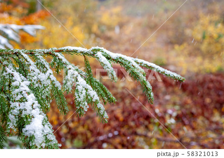 First snow in the forest in the mountains 58321013