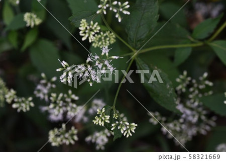 ヒヨドリバナ(鵯花) ヒヨドリバナ(鵯花) 58321669