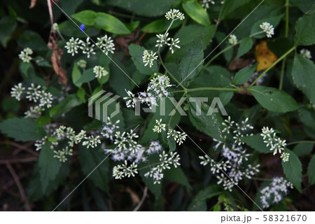 ヒヨドリバナ(鵯花) ヒヨドリバナ(鵯花) 58321670