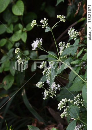 ヒヨドリバナ(鵯花) ヒヨドリバナ(鵯花) 58321671