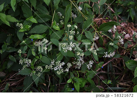 ヒヨドリバナ(鵯花) ヒヨドリバナ(鵯花) 58321672