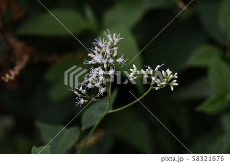 ヒヨドリバナ(鵯花) ヒヨドリバナ(鵯花) 58321676