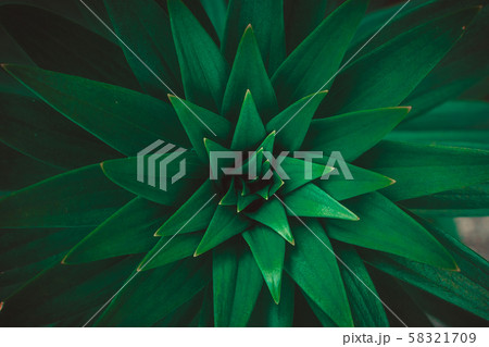 Copy space  green leaf tree with abstract texture 58321709