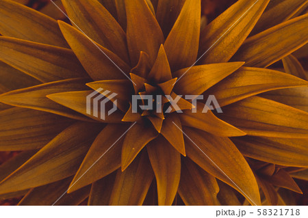 Copy space bronze leaf tree with abstract texture Copy space bronze leaf tree with abstract texture 58321718
