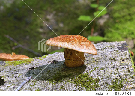 ツキヨタケ 58322131