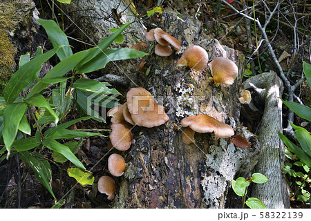 ツキヨタケ 58322139