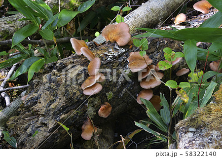 ツキヨタケ 58322140