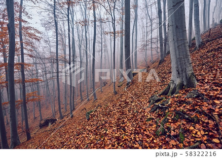 Autumn Forest Fog 58322216