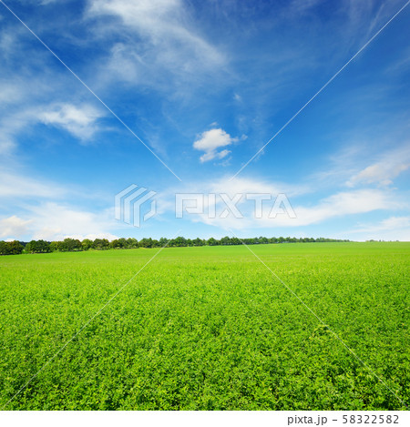 Fresh spring clover field 58322582