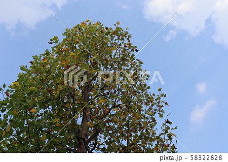 はんてんぼく 樹木_002 はんてんぼく 樹木_002 58322828