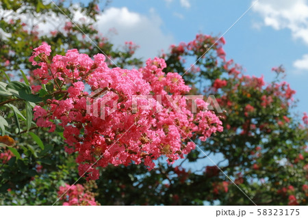 さるすべりの花 58323175