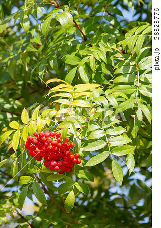 赤いナナカマドの実と緑の葉 赤いナナカマドの実と緑の葉 58323776