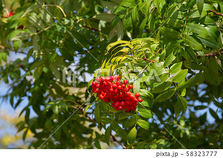 赤いナナカマドの実と緑の葉 赤いナナカマドの実と緑の葉 58323777