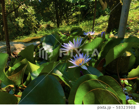 温帯スイレン 睡蓮 スイレン 58323988