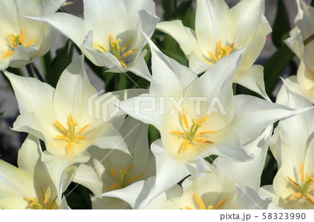 白いチューリップ 白いチューリップ 58323990