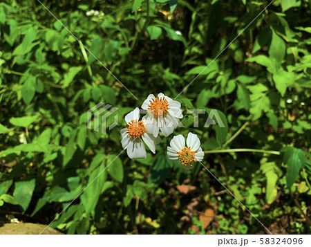 キンケイギク 金鶏菊 センダングサ 58324096