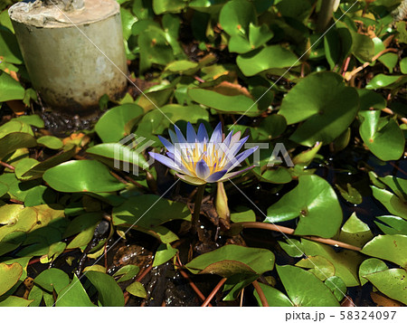 温帯スイレン 睡蓮 スイレン 58324097