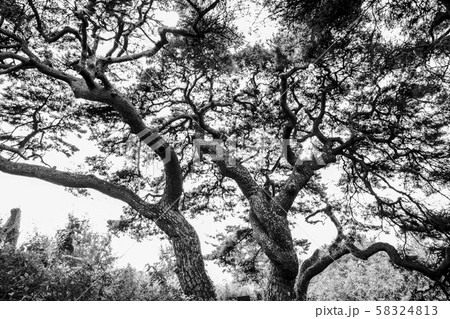 途方もなく 松 章露出 58324813