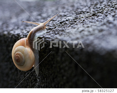 よじ登る一匹のかたつむり 58325127