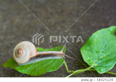 蔓の葉の上を進むデンデンムシ　カタツムリ 58325129