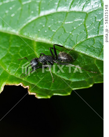 クロアリ クロアリ 58325148