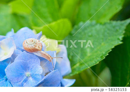 青色の紫陽花とカタツムリ 青色の紫陽花とカタツムリ 58325153