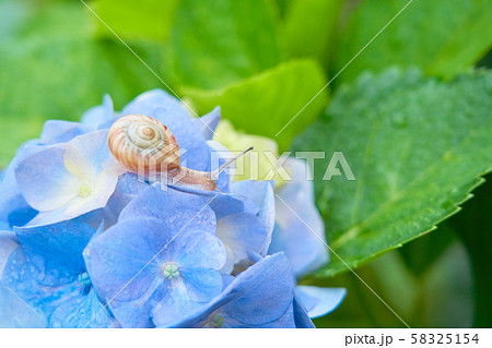青色の紫陽花とカタツムリ 58325154