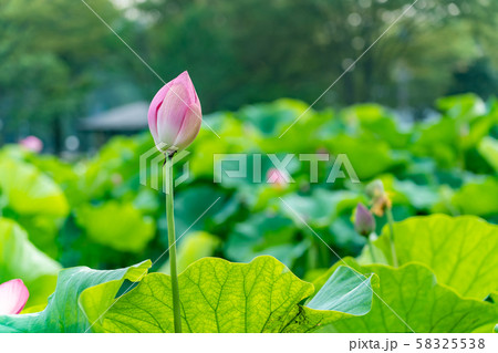 福井県 南条花はす公園 ハスのつぼみ 福井県 南条花はす公園 ハスのつぼみ 58325538