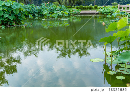 福井県　南条花はす公園　ハスの池 58325686