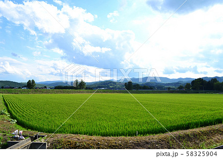 北海道旭川市西神楽の田んぼ風景 北海道旭川市西神楽の田んぼ風景 58325904