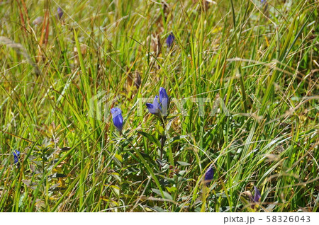 八幡平の秋・エゾオヤマリンドウ 58326043