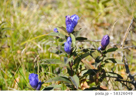 八幡平の秋・エゾオヤマリンドウ 58326049