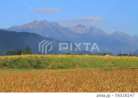 北アルプス山麓の秋　ソバの実るころ 58328247