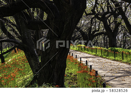 （埼玉県）幸手権現堤　桜並木に咲く曼珠沙華 58328526