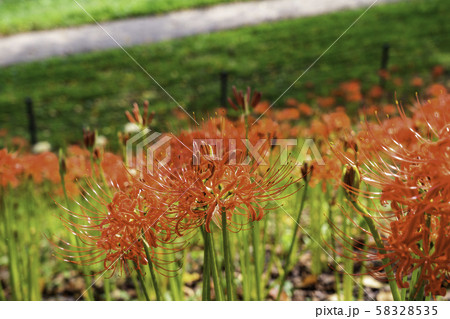 （埼玉県）幸手権現堤　桜並木に咲く曼珠沙華 58328535