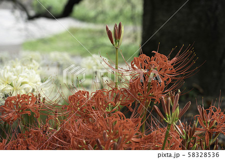 （埼玉県）幸手権現堤　桜並木に咲く曼珠沙華 58328536