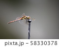 RedDragonfly 58330378