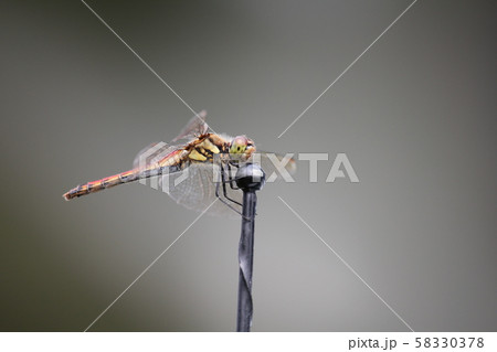 RedDragonfly RedDragonfly 58330378