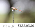 赤とんぼ 58330380