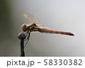 休憩する赤とんぼ 58330382